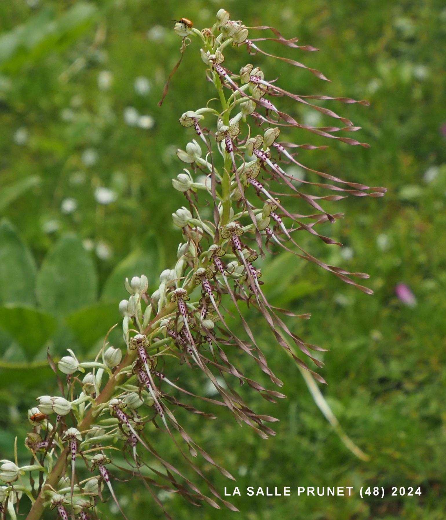 Orchid, Lizard